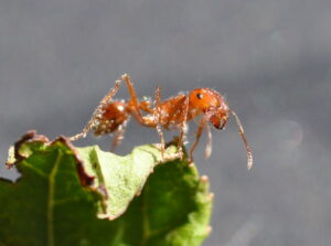 Read more about the article The Fire Ant Diet: What Do Fire Ants Eat?