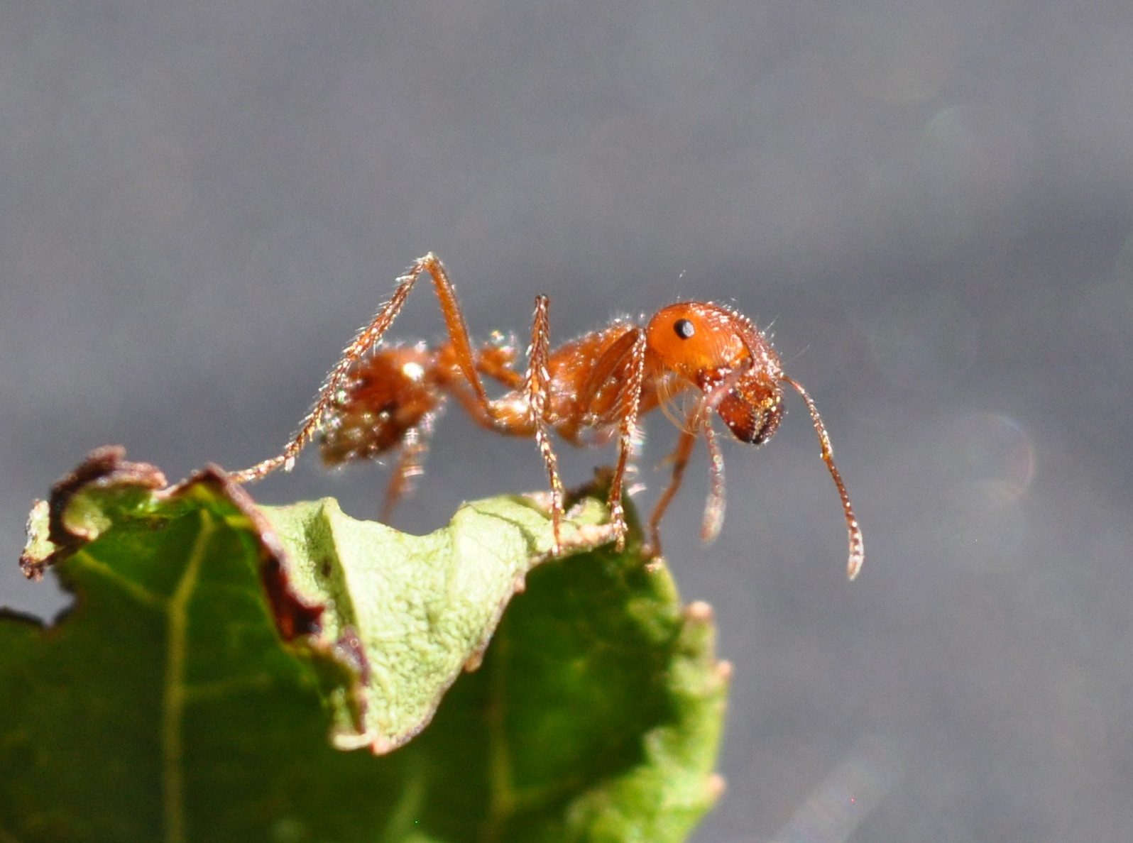 You are currently viewing The Fire Ant Diet: What Do Fire Ants Eat?