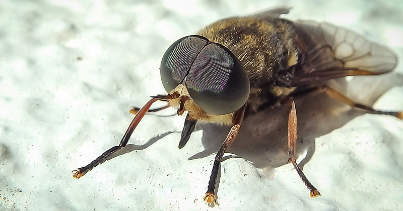 The Amazing Eyes of a Horse Fly.