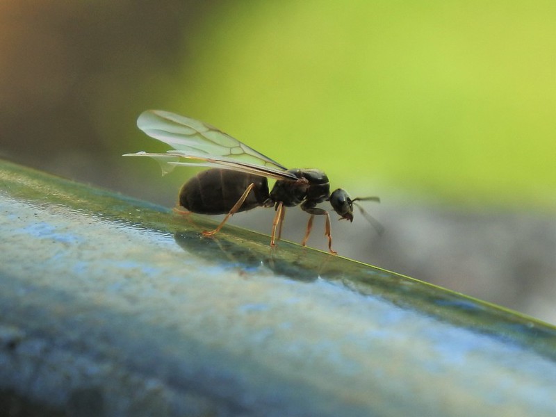 You are currently viewing The Truth About Flying Ant Bites: All Your Questions Answered