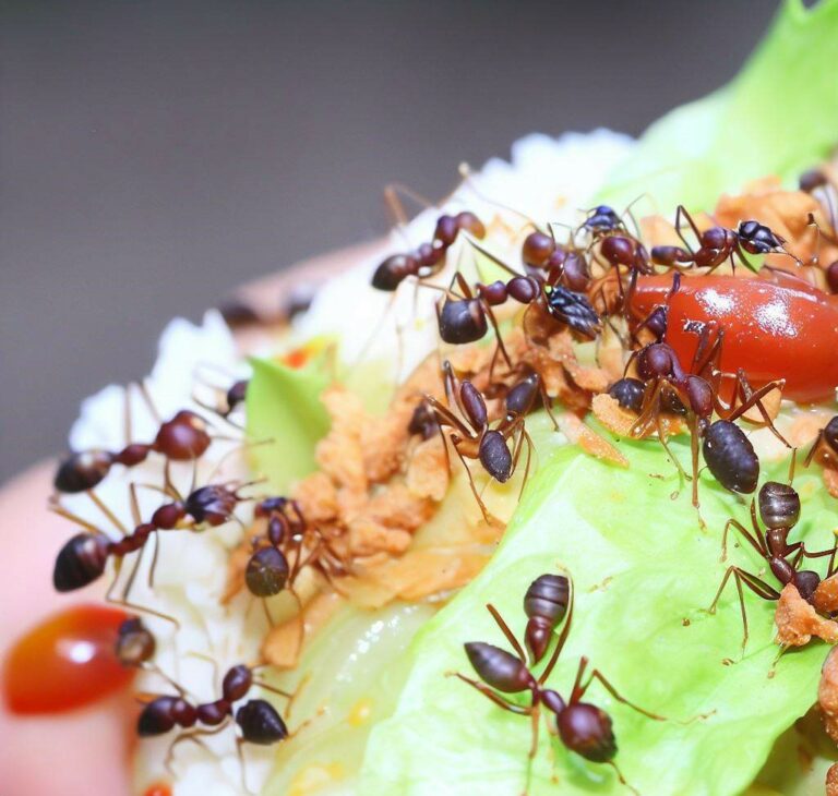 Ants on food