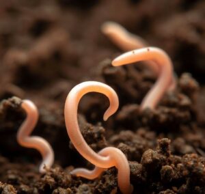 Beneficial Nematodes for Ant Removal