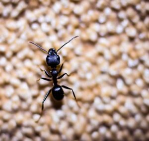 Single Carpet Ant - Get Rid of Carpet Ants