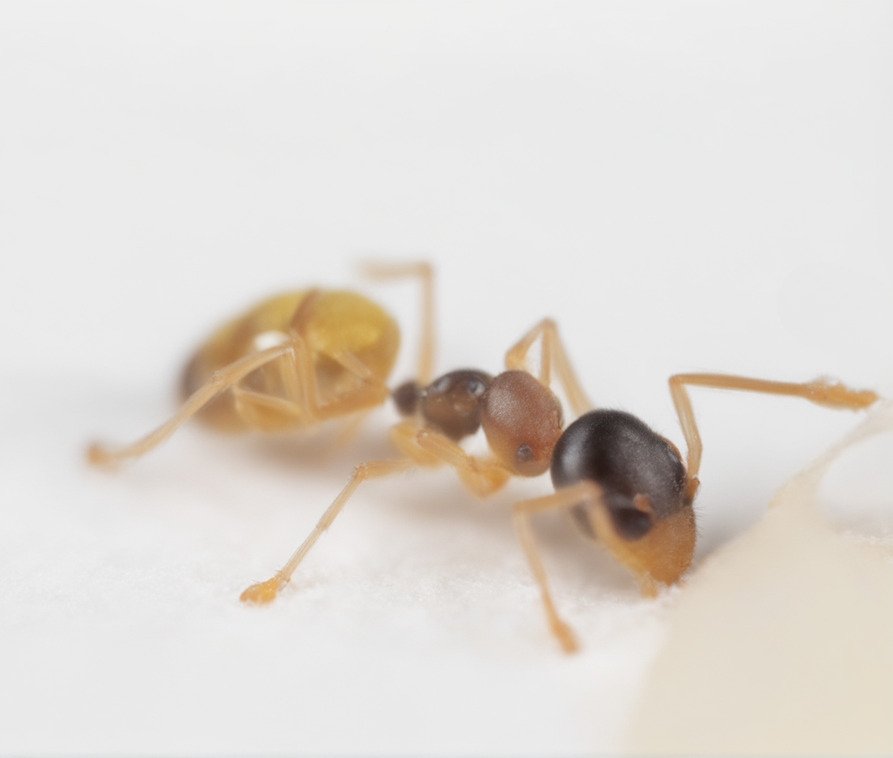 How to Get Rid of Ghost Ants - Single Ghost Ant