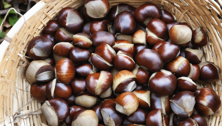 Chestnuts, Safe and Effective Spider Repellents for Your Garden