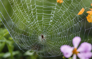 Read more about the article Guarding Your Garden: The Best Outdoor Spider Killer