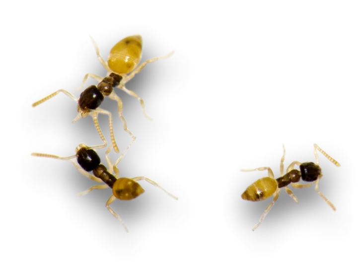 Three Ghost Ants