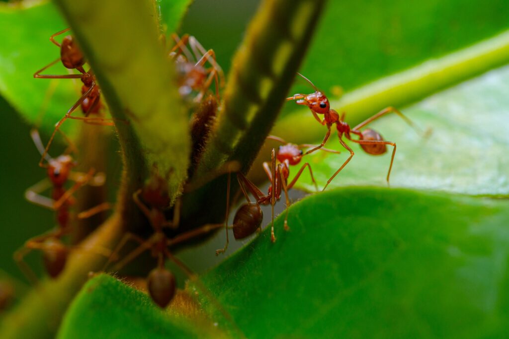 Ants eating plants