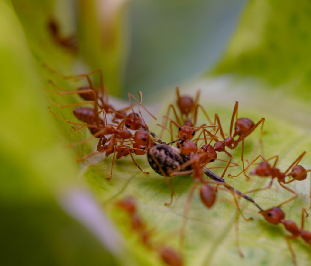 Ants eating spider